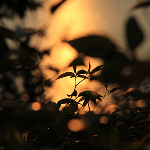 丽莎安·性战三部
